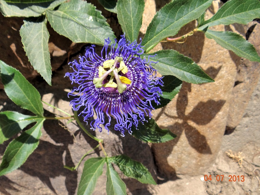 Passiflora cfr. caerulea